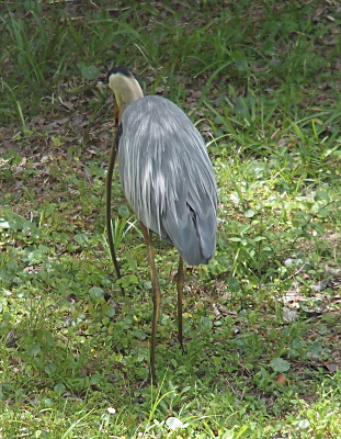 [Although this view is from the back, there is clearly a long curved, skinny thing coming from the bird's mouth.]